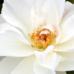Поръчка на рози - парк – храст роза - бял - Pоза Корбин - среден аромат - Реймър Кордес - Богати цветове,трайни,красиви бели цветя.